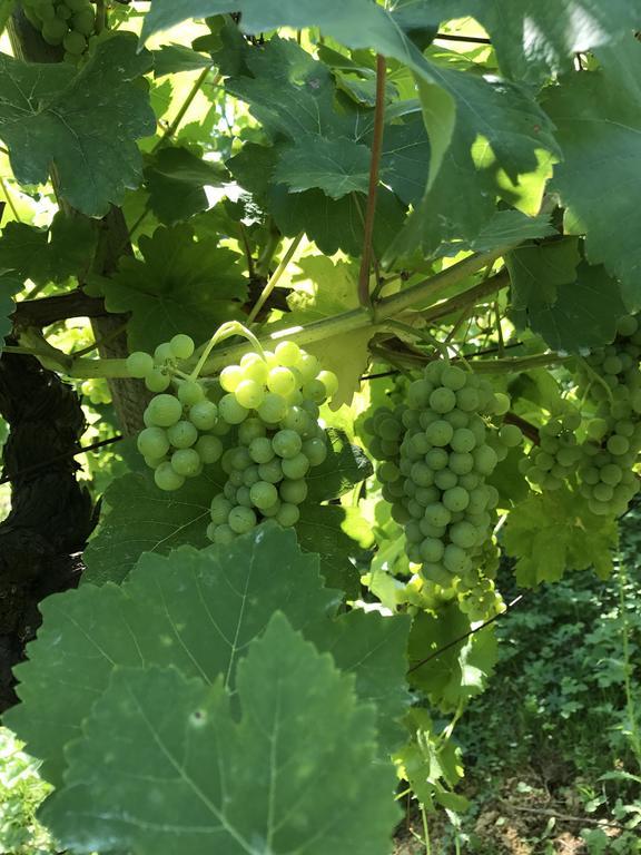 Wine & Nature & Tour Zgornji Leskovec Екстер'єр фото